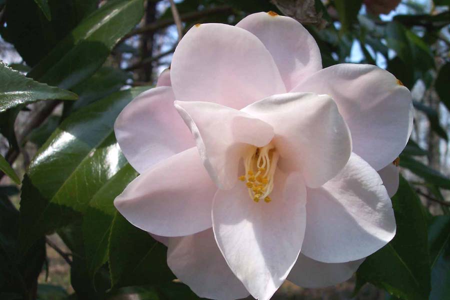 Blush Camellia
