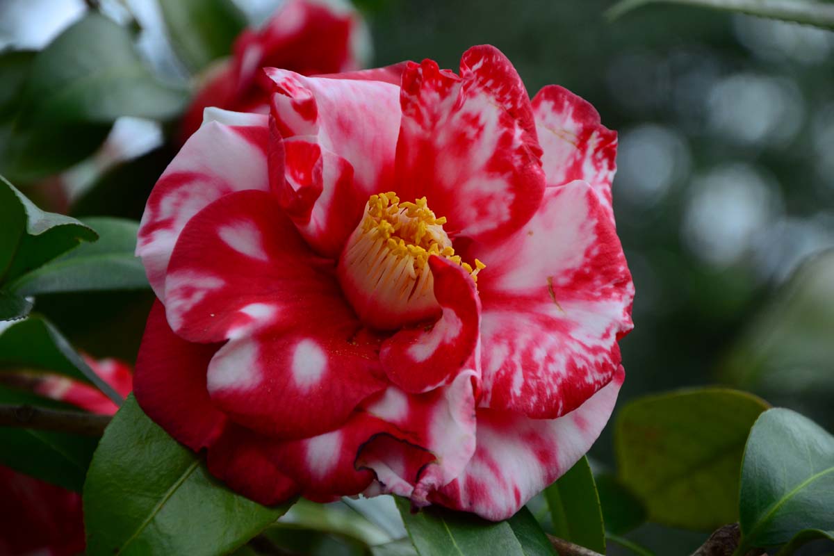 Bicolor Camellia