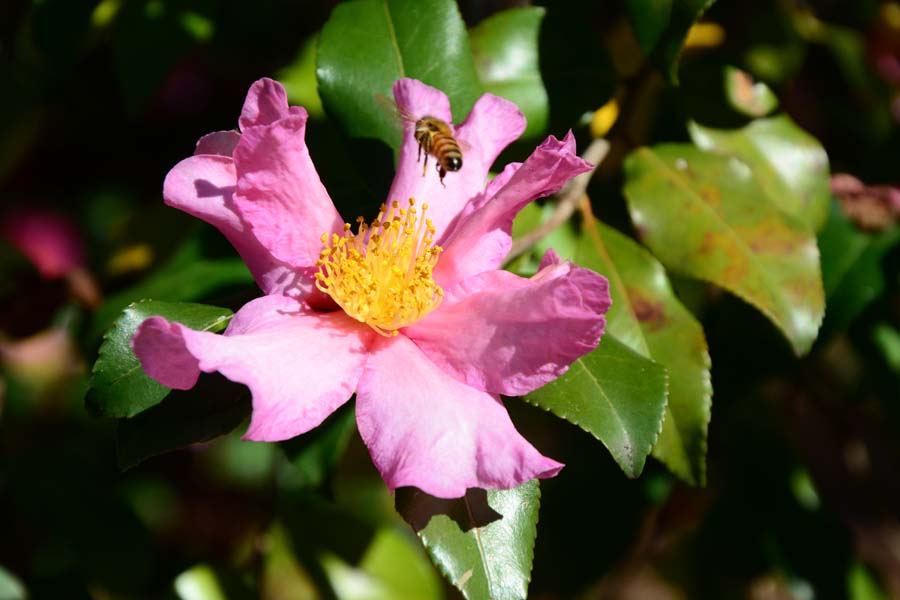 Camellia sasanqua