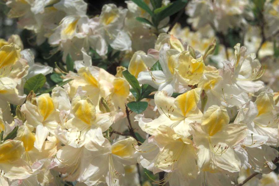Cream Knaphill