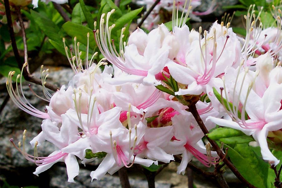 Pinxter Azalea