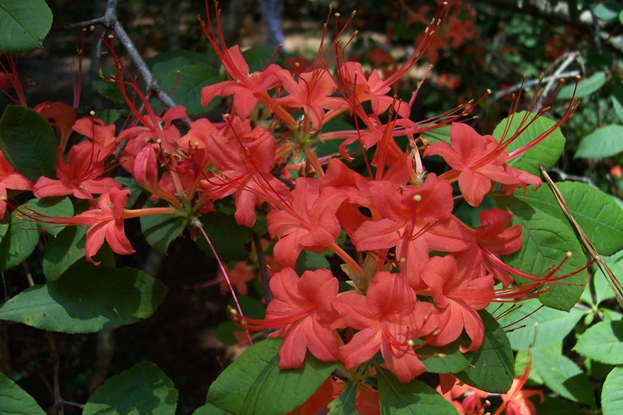 Prunifolium