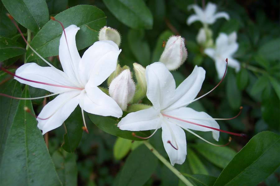 Arborescens