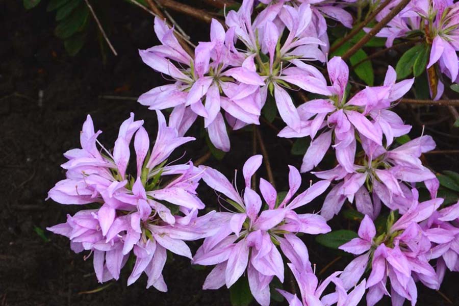 Purple Spider Azalea