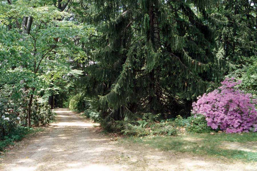 Driveway and Koromo-Shikabu