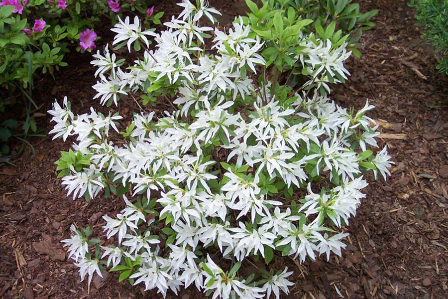 White Spider