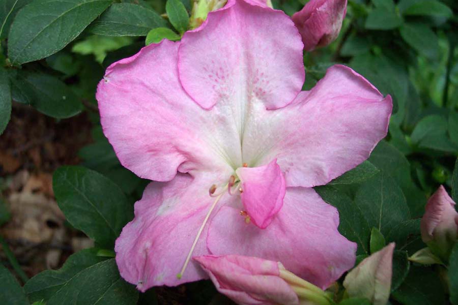 Azalea Fairfax