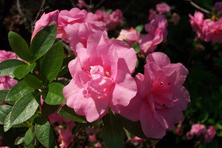 Gable's Rosebud