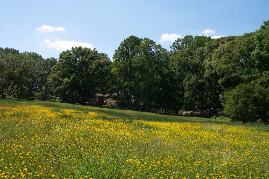 Buttercups