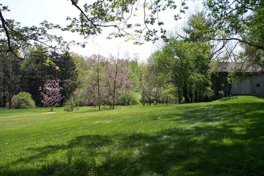 Paulownia Trees