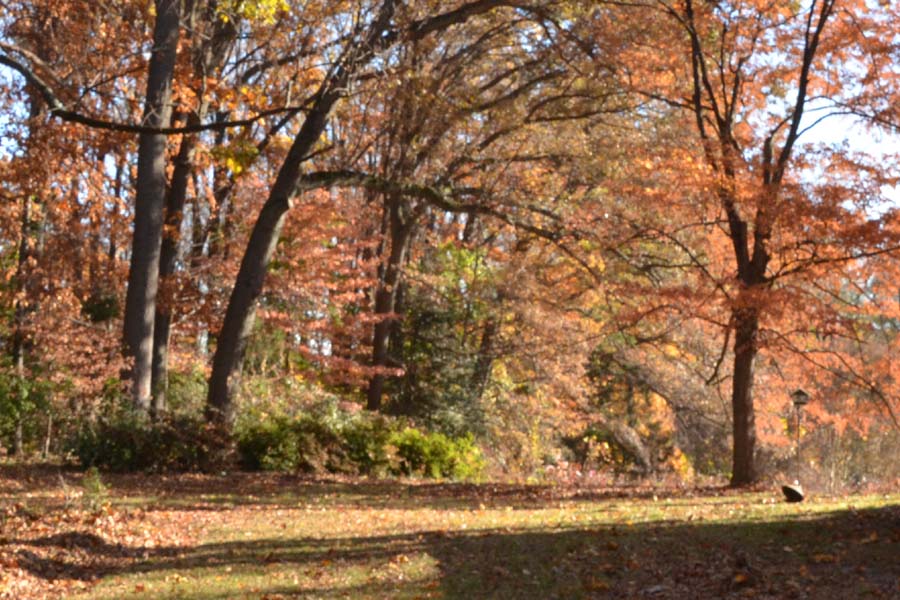 Autumm Border