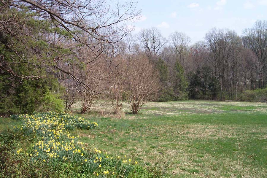 Daffodil Border