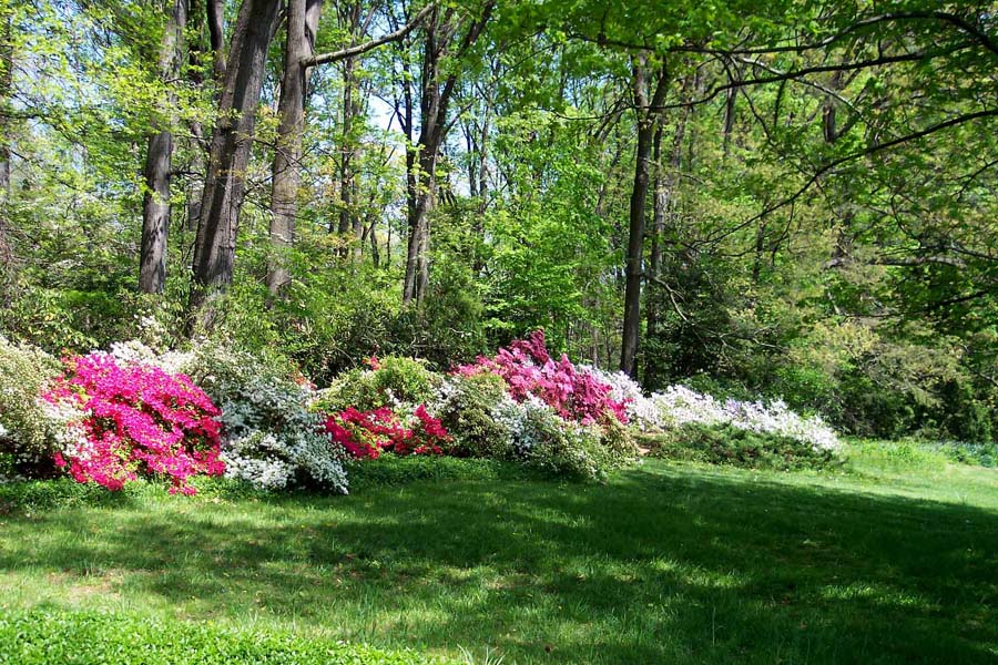 Early Azalea Border