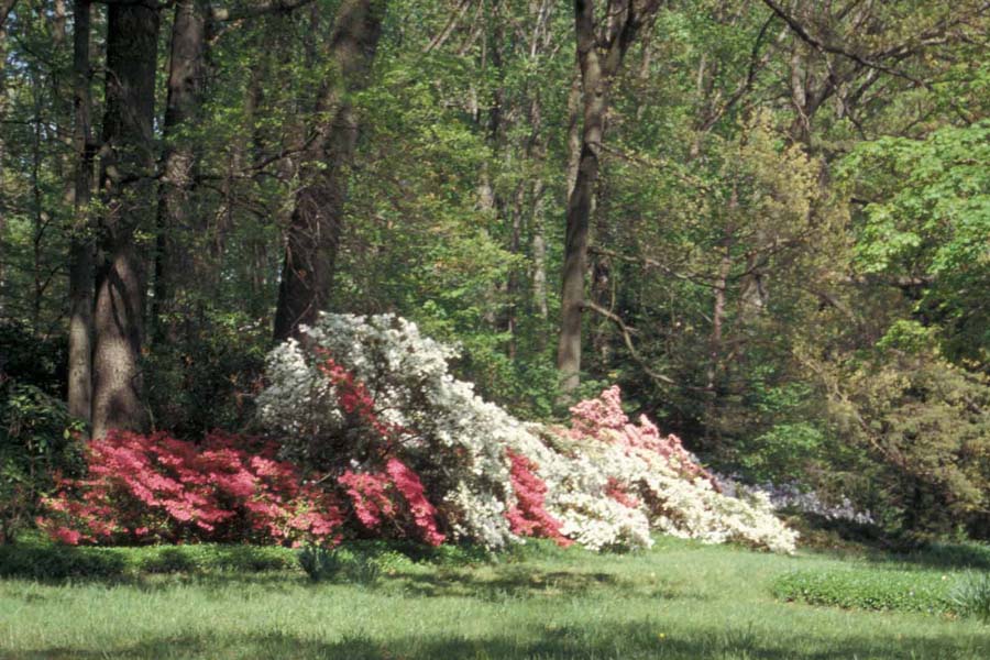 Azalea Border