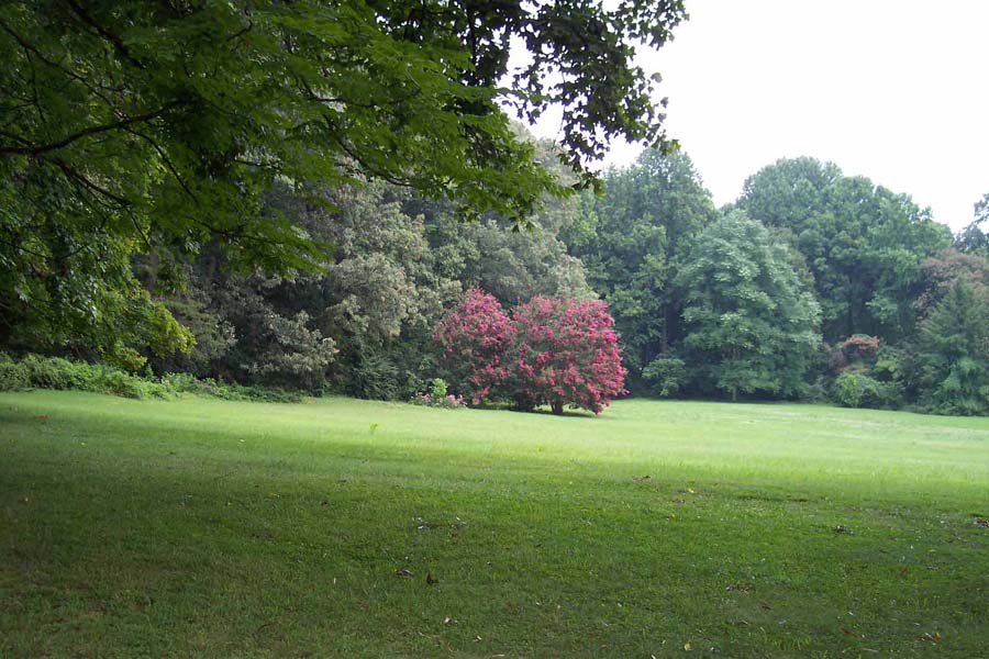 Crape Myrtles