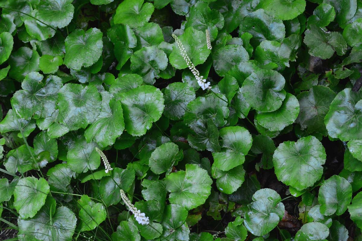 Galax