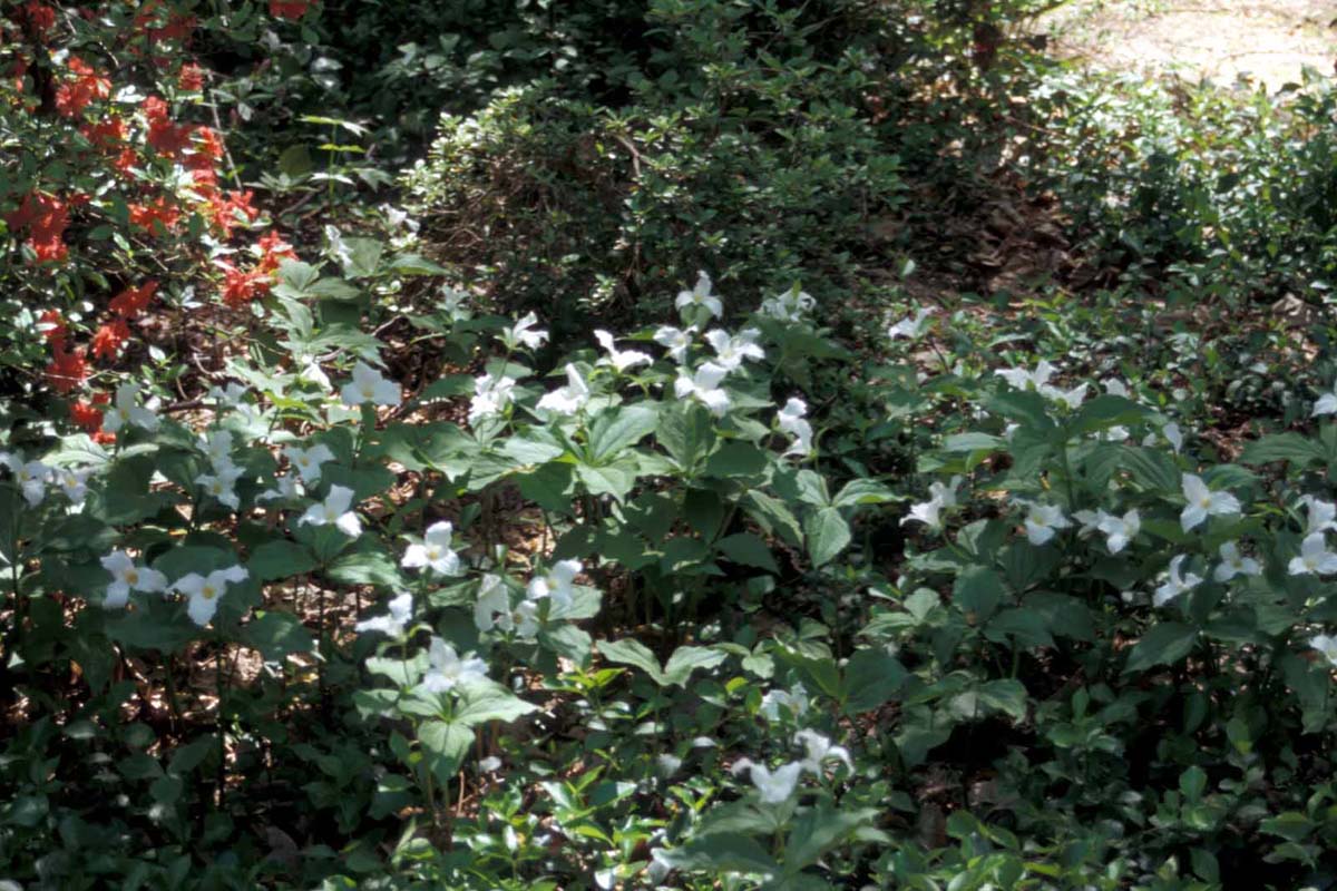 Trillium patch