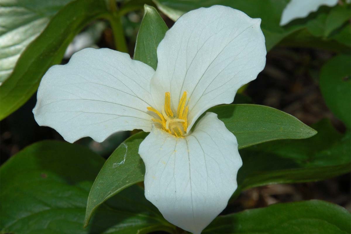 Trillium grandiflorum