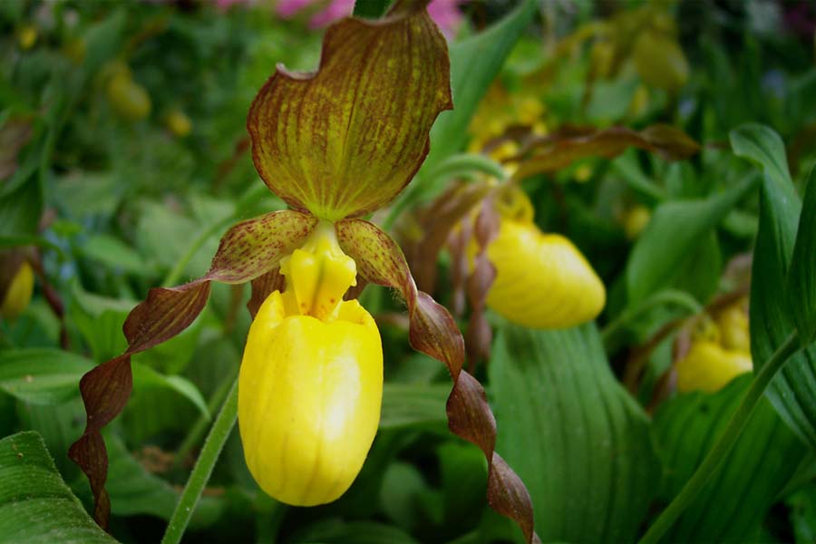 Yellow Lady's Slippers