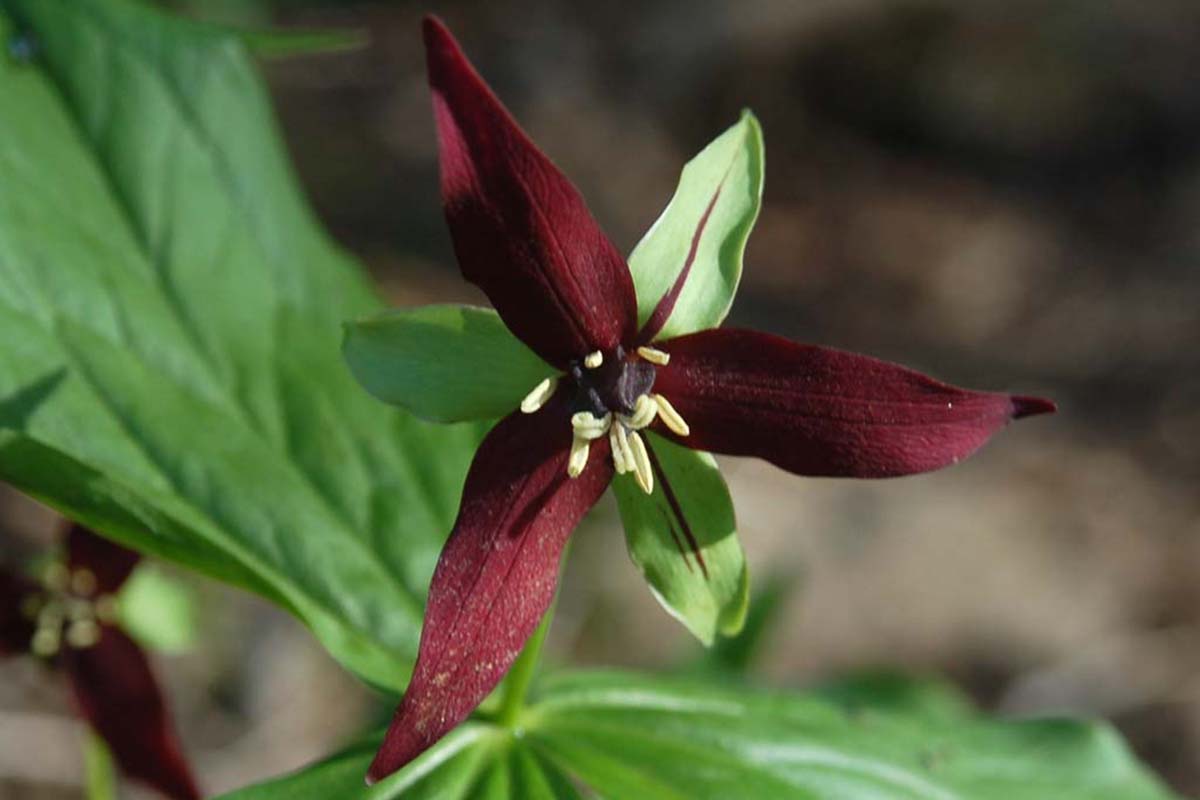 Red Trillium