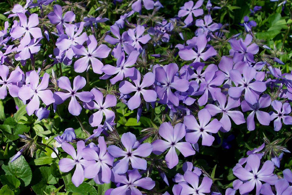 Plox divaricata