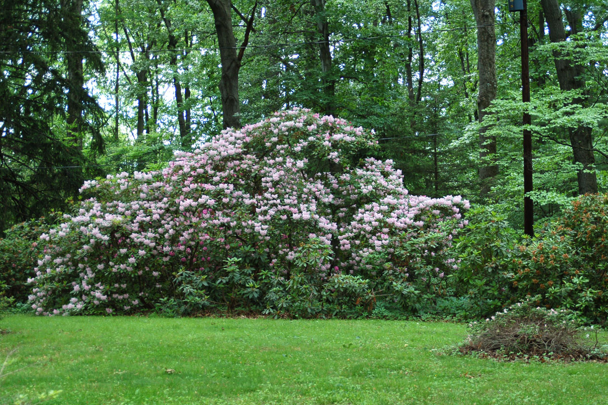 Rhododendron 'Cadis