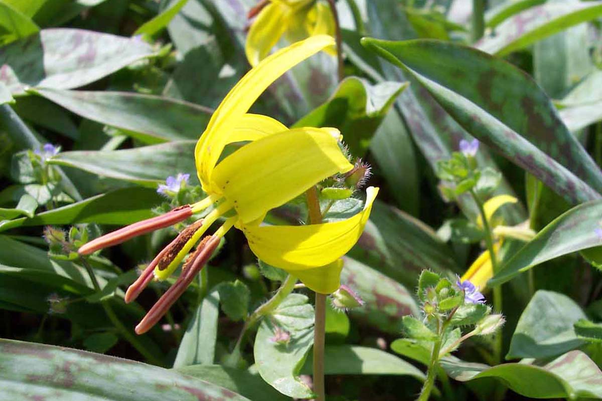 Dogtooth Violet
