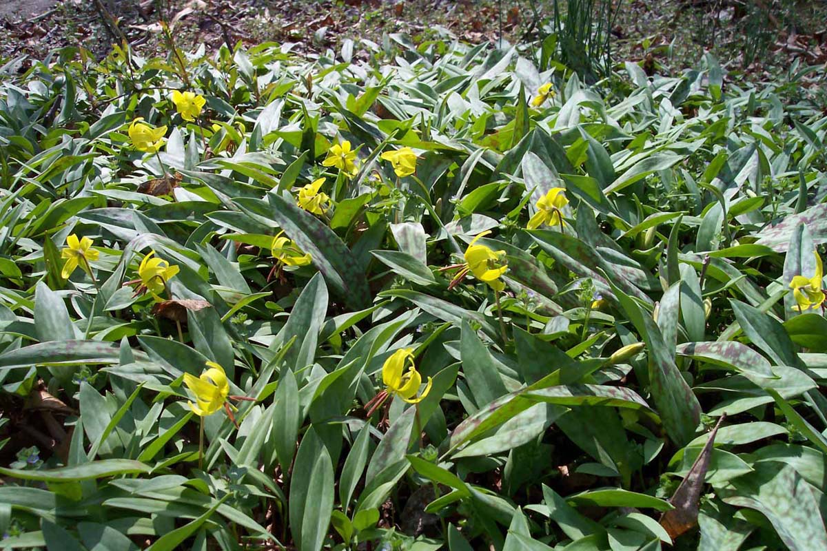 Dogtooth Violet