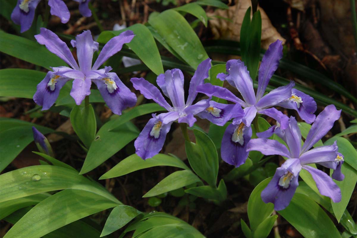 Iris cristata