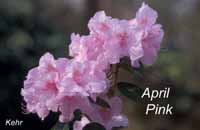April Pink