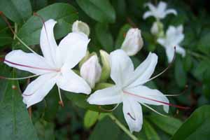 Large Arborescens