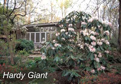 Hardy Giant