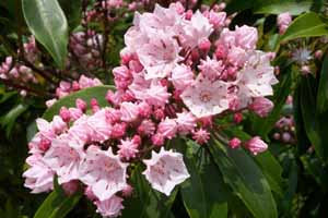 Kalmia