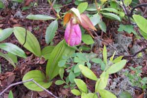 Cypripedium acaule