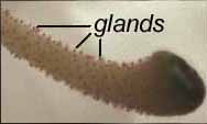 Red Stylar Glands