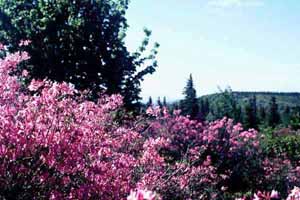 Prinophyllum, Dolly Sods