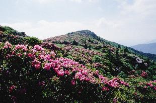 R. catawbiense on Roan Mountain